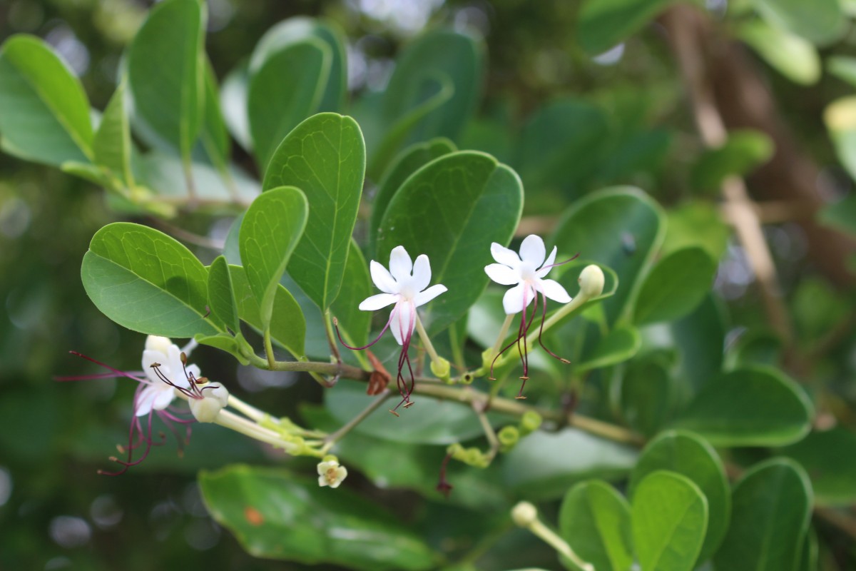 Volkameria inermis L.